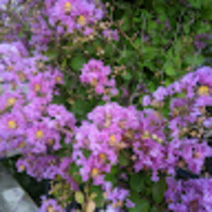 Meet your Posher, Alexi